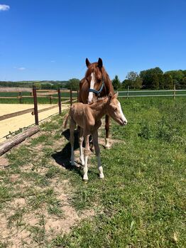Jung, edel, talentiert – Stute mit Siegerpotenzial