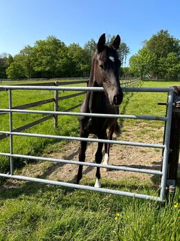 Junger Rappwallach als Beisteller