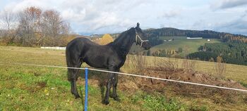 Barockpinto Junghengst