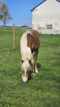 Junger Haflinger-Hengst sucht neues Zuhause