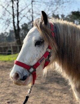 Tinker Junghengst, Tinker vom Königssee, Konie na sprzedaż, Hessen - Hainburg