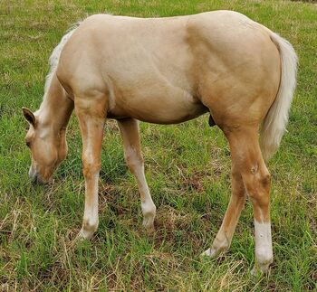 Palomino Nachwuchstalent mit Top-Abstammung - Bildschönes Jungpferd mit Zukunft