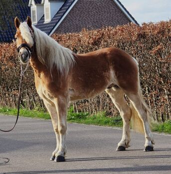 Traumhafter Haflinger Wallach Youngster