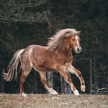 Junges Welsh A Pony mit Papier
