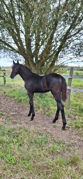 Dressuryoungster Dream Royal x Fürst Romacier