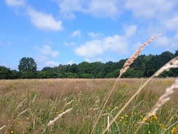 Mobile Pferdebetreuung (Urlaubsbetreuung, Krankheitsvertretung, Stallhilfe)