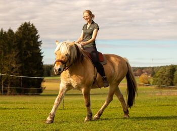 Mobiles Pferdetraining, Reitunterricht, Bodenarbeit