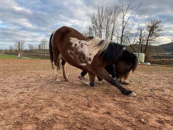 Mobiles Horsemanship, Bodenarbeit, Unterricht, "Problempferde" uvm