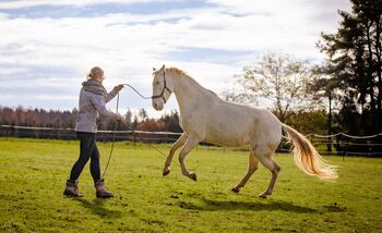 Mobiles Pferdetraining, Reitunterricht, Bodenarbeit, Lea Acker, Reitunterricht, Neufra