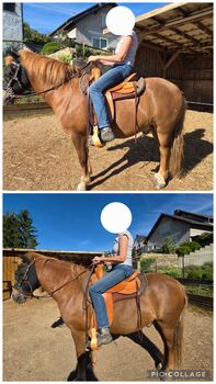 Mobiles Pferdetraining & Reitunterricht