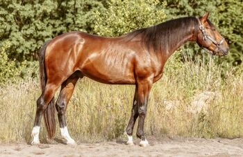 modernes Nachwuchspferd mit großem Potenzial