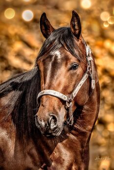 modernes Nachwuchspferd mit großem Potenzial