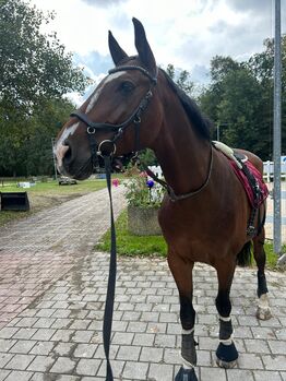 Verschmuster Freizeitpartner sucht neues Zuhause, Ulrike Niederkleine, Horses For Sale, Heroldsberg 