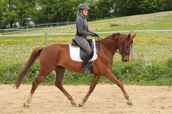 Dunkelfuchs mit Traumcharakter für Jedermann- für Sport & Freizeit, Pferdezucht PD, Horses For Sale, Hombrechtikon