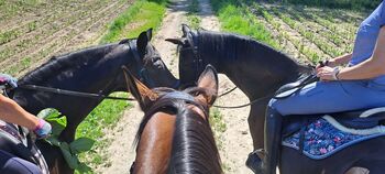 ReitGELEGENHEIT, Verena, Horse Sharing, Entschendorf am Ottersbach