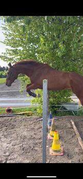 Moji sucht seinen Partner, Anna-Lena , Horses For Sale, Obertrum am See