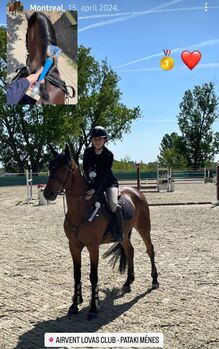 Montreal, ein Traumpferd