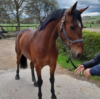 Montreal, ein Traumpferd, Gordana Lukovic, Konie na sprzedaż, Belgrad