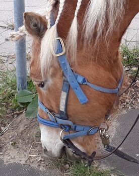 Monty Roberts Dually Halfter blau (Warmblut, F), Monty Roberts  Dually, AJ, Kantary, Norderstedt