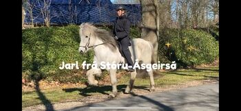Hübsches Islandpferd für Freizeit, Silke Köhler, Horses For Sale