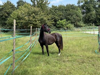 Wunderschönes Jungpferd