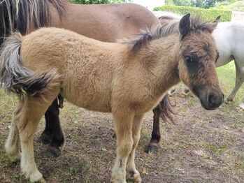 Wunderschönes Braunfalbe Hengstfohlen Partbred Shetty Falbe