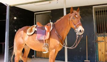 Wunderschöner 4 jähriger Lusitanomix zu verkaufen