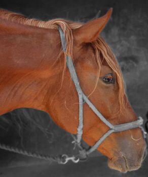 Wunderschöner 4 jähriger Lusitanomix zu verkaufen, Manuela Renz , Horses For Sale, Silves