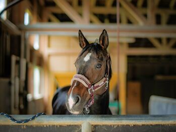 Hübsche 9jährige Westfalen Stute mit guter Abstammung, Silke Kaspar , Horses For Sale, Tübingen