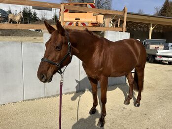 Bildschöne Beisteller/ Zuchtstute