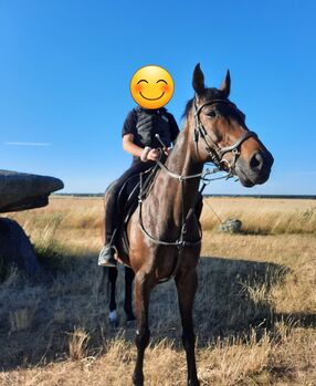 Wunderschöner, dunkelbrauner Wallach sucht ein neues Zuhause