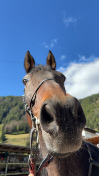 Liebenswerter Traberwallach sucht neues Zuhause, Steiner Carina, Horses For Sale, Matrei