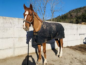 Hübscher Dressurfuchs sucht neuen Möhrchengeber, Patricia Hechler, Horses For Sale, Werfenweng