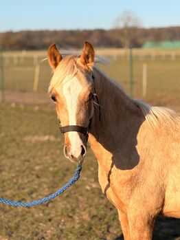 Bildhübscher Deutscher Reitpony Hengst in Palomino