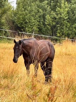 Bildhübscher, sensibler Quarter Horse Wallach mit AQHA-Papieren