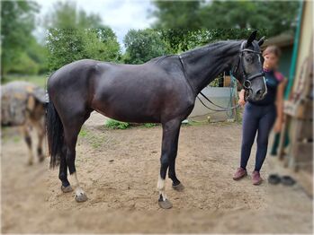 Wunderschöne lackschwarze Stute 3j. Zucht oder Beisteller, Miriam, Horses For Sale, Oberursel (Taunus)