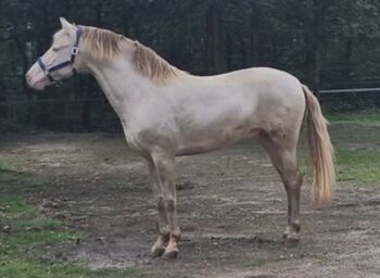 schicker gekörter PRE Perlino Hengst mit Perl Gen, Anna, Horses For Sale, Celle