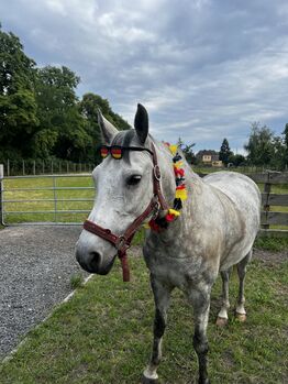 Schöne Apfelschimmel Stute