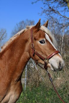 schicker Haflinger Wallach, Kronwitter Petra , Horses For Sale, Mainbernheim