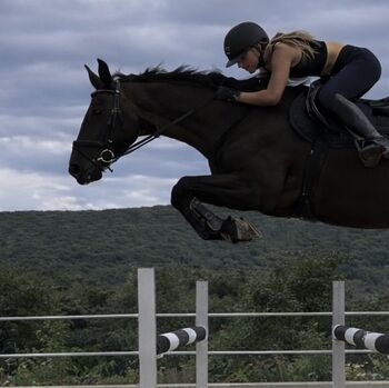 Wunderschöne Hannoveraner Stute sucht neues Zuhause, Zoe Hackenberg, Horses For Sale, Enzesfeld