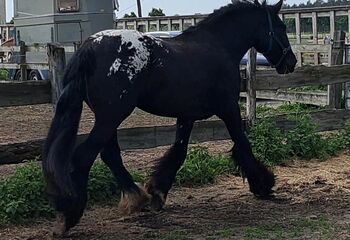 Hübsche Irish Cob Stute Tinker LP Tigerschecke, Privat, Horses For Sale, Rathenow