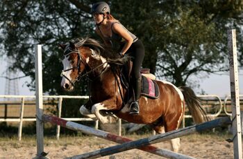 Wunderschöner Lewitzer sucht Traumzuhause, AH, Horses For Sale, Lischow