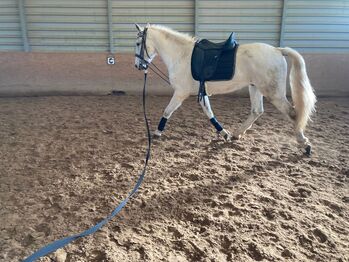 Wunderschöner Lusitano Cruzado Wallach