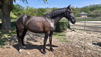 Schöne Stute Ambitioniert Turnierpferd Dressur springen Pferd Spanier 6j Freizeit, Jassi , Horses For Sale, Zossen 