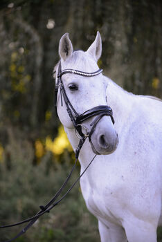 Wunderschöner Oldenburger Wallach mit tollen Grundgangarten, Laura , Horses For Sale, Pachersdorf