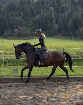 Wunderschöne Oldenburger Stute