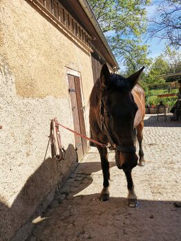 Liebenswerte ältere Stute sucht nettes Zuhause, Karla Gerlach , Horses For Sale, Ostrau