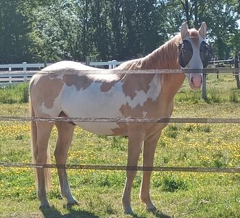 Schicker Schecke 4.5 Jahre alt