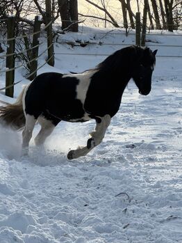 Hübscher Ponywallach