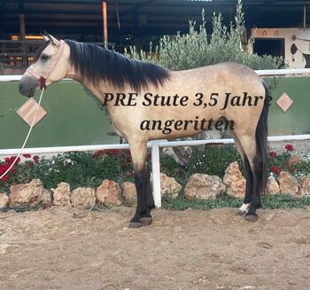 Wunderschöne PRE Falbstute, ISPA - Iberische Sportpferde Agentur (ISPA - Iberische Sportpferde Agentur), Horses For Sale, Bedburg